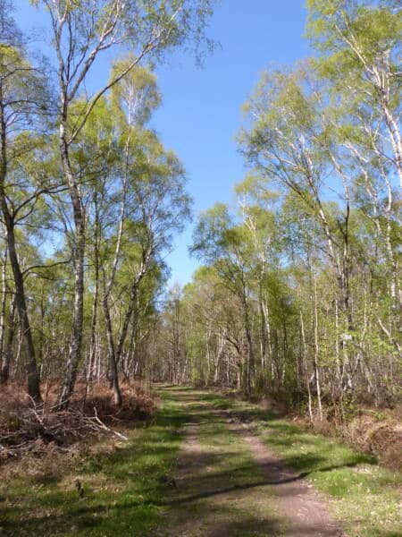 Grandes bosques 3 - Posto de Turismo de Rambouillet