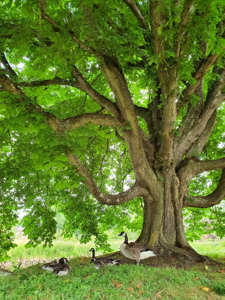 Les fabuleux trésors du parc de Rambouillet