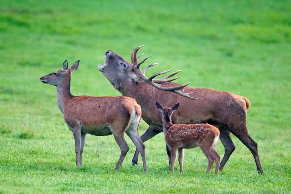 Stag bellowing - Rambouillet Tourist Office