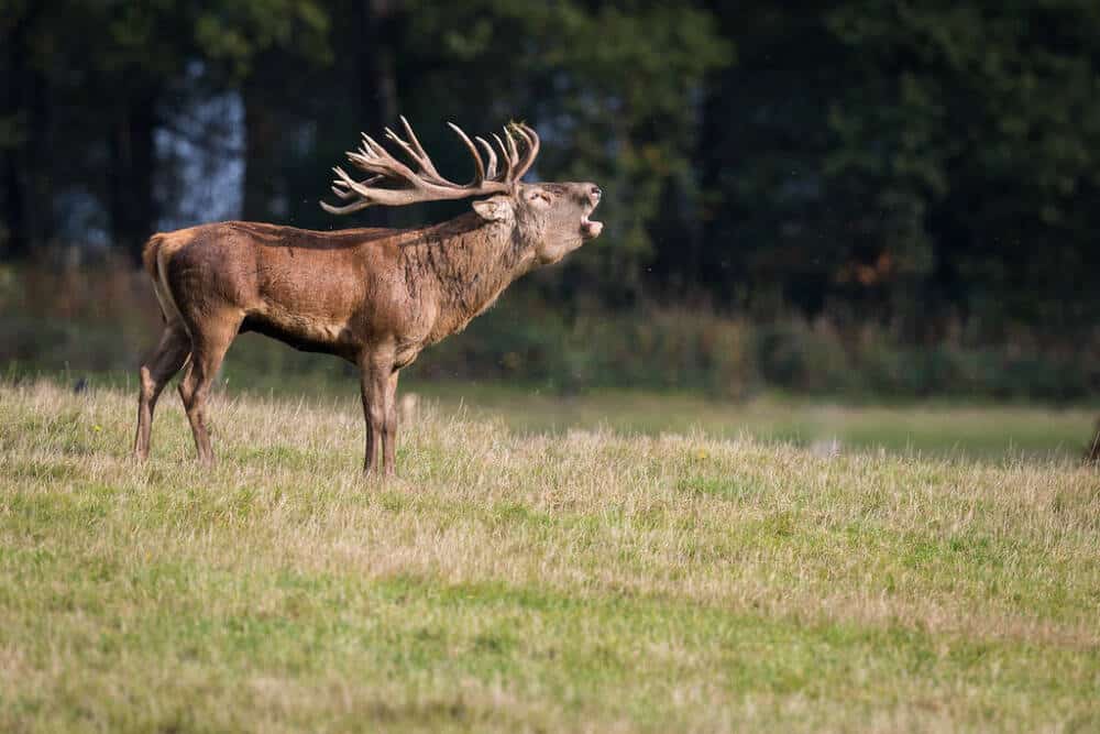 Brame du cerf