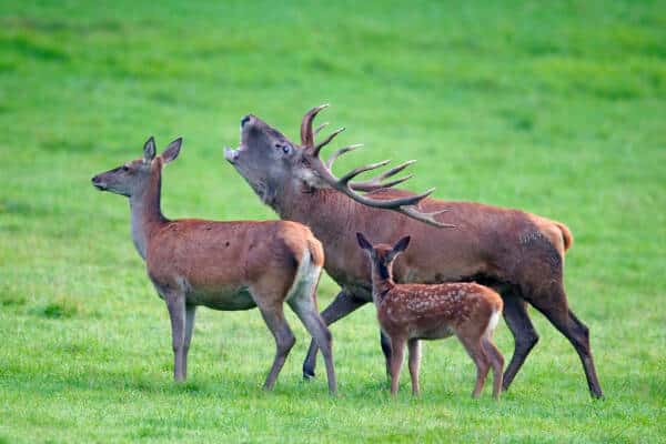 Brame du cerf