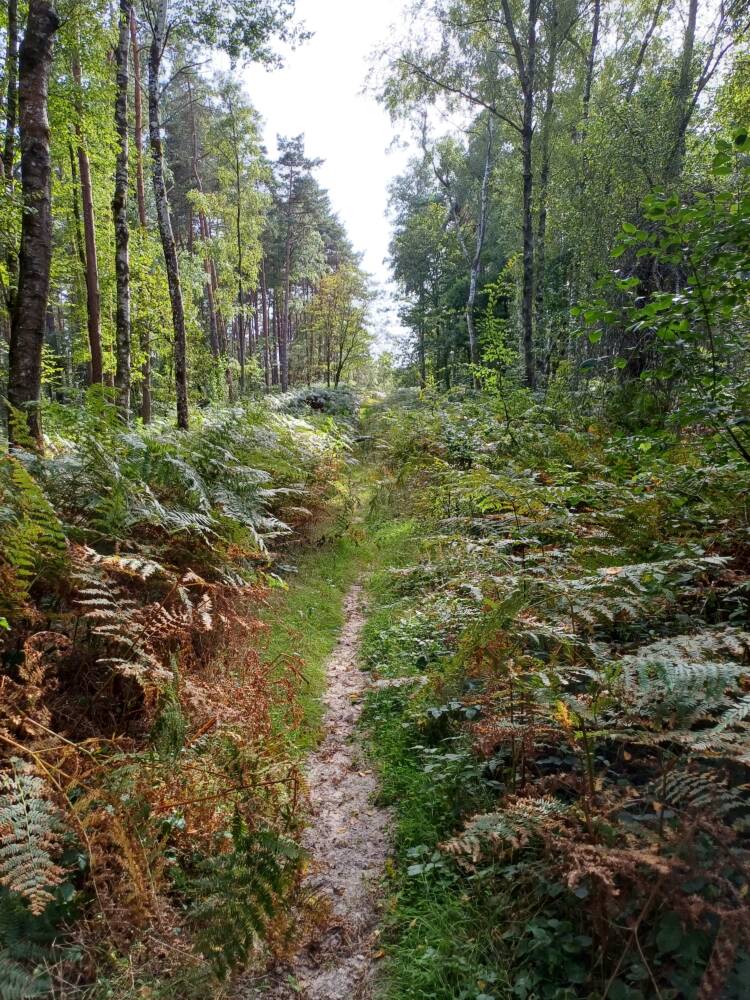 Poigny-la-Forêt Forest