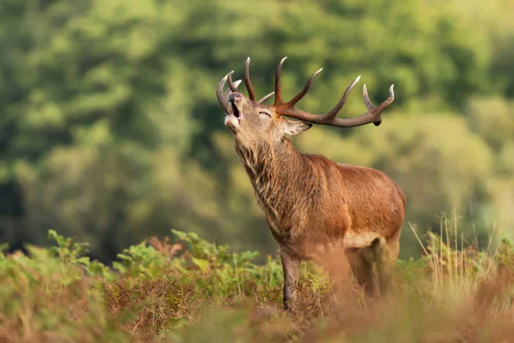 हान सुर लेस2 1 में हिरण की चिंघाड़ - रैम्बौइलेट पर्यटक कार्यालय