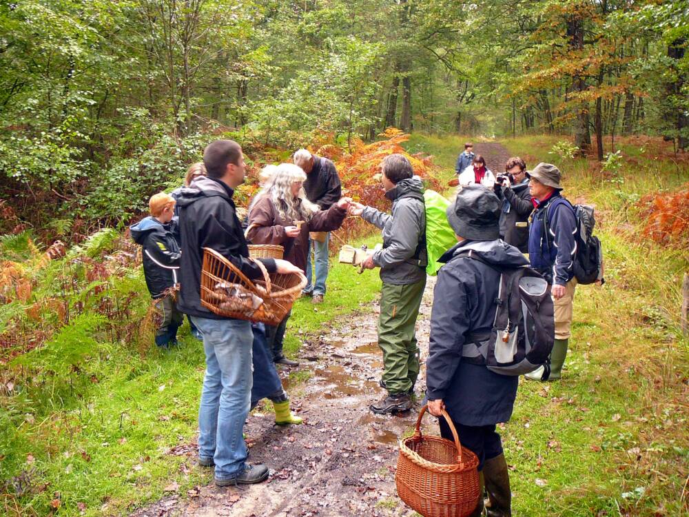 Mushroom outings - Dany fagot