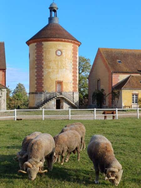 Nationaler Schafstall - Rambouillet