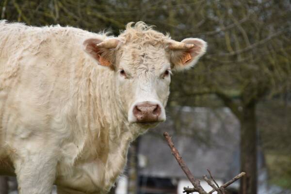 Grenouillère-boerderij