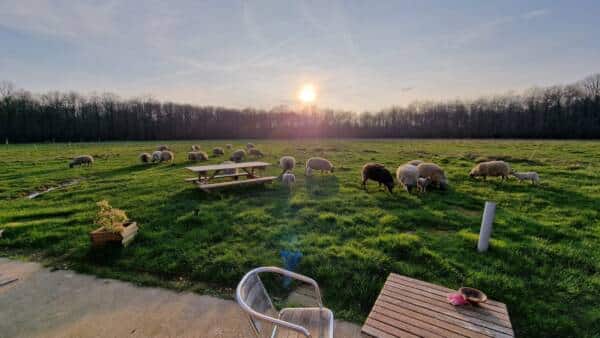 L'azienda agricola a 4 stelle