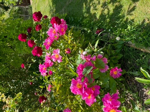 O jardim de rosas do moinho