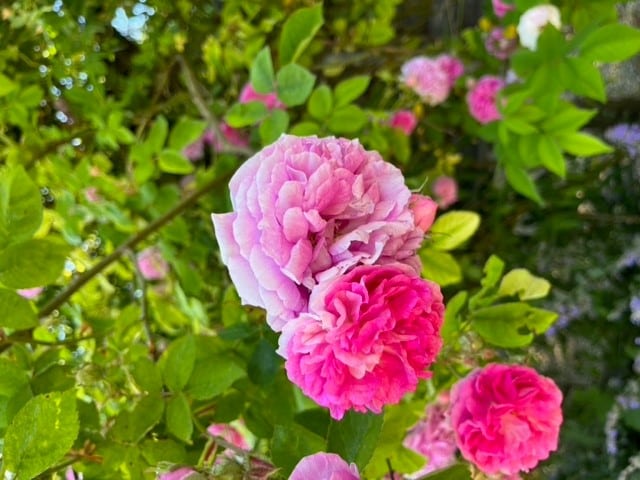 O jardim de rosas do moinho