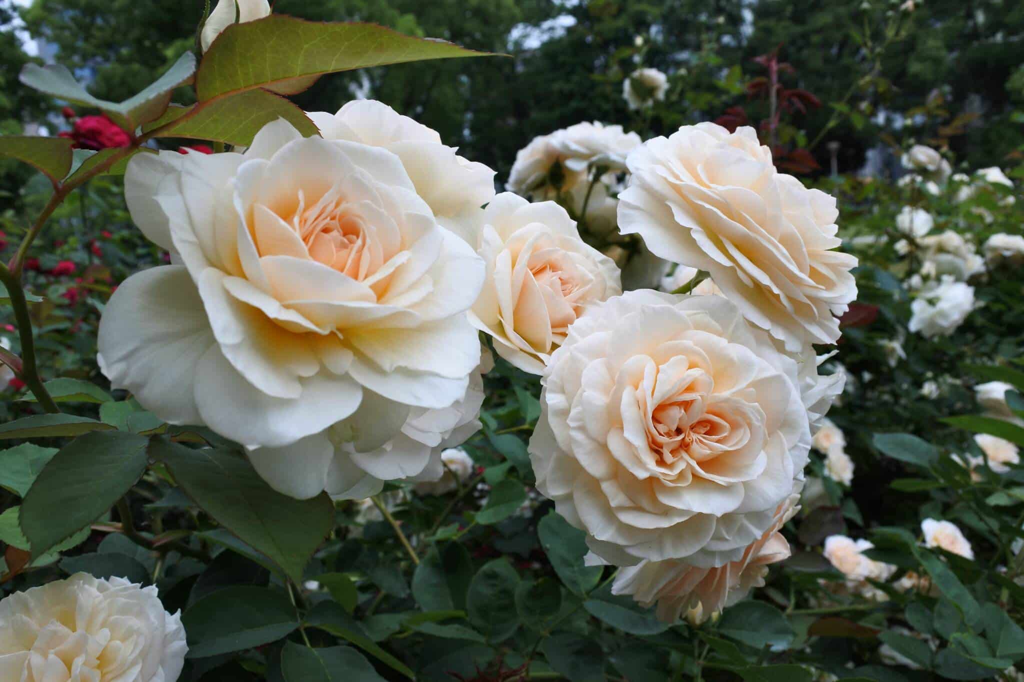 Jardín de rosas del molino