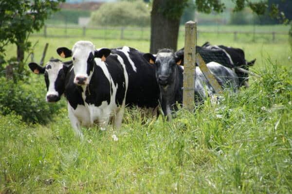 fermedelatremblaye Vache 1 - Office de Tourisme de Rambouillet