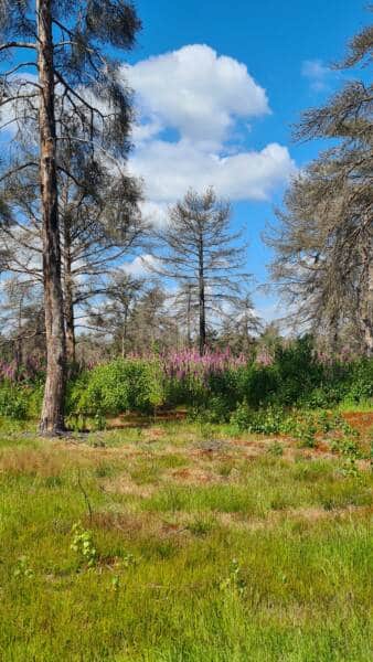 Le sentier des 4 dragons - Rochefort-en-Yvelines