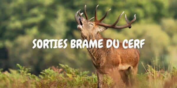 Sorties brame du cerf
