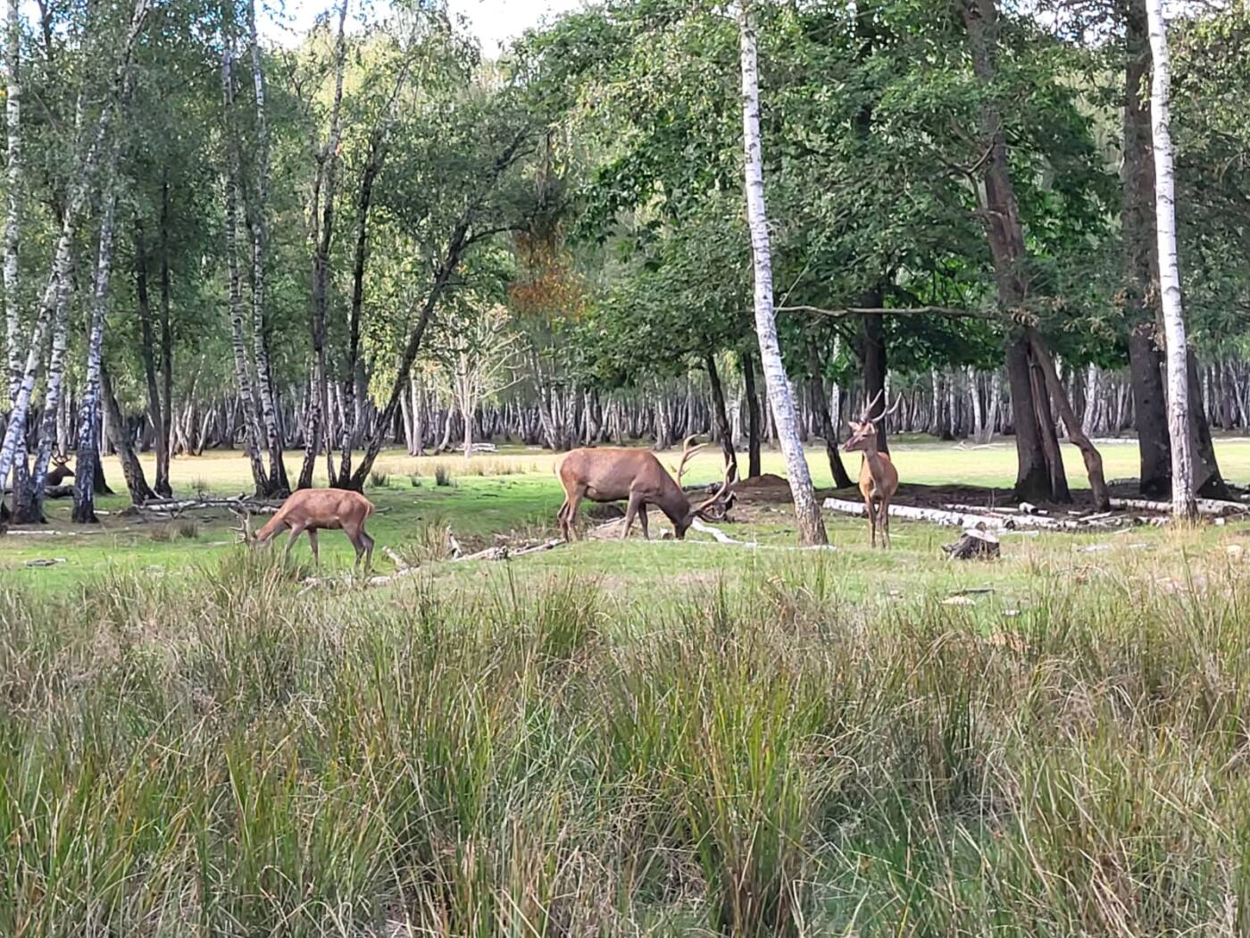 Les 5 meilleures activités à Rambouillet | Office de Tourisme de ...