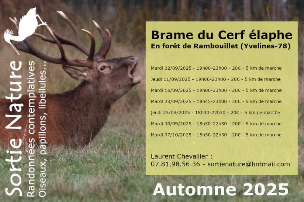Brame du cerf - Laurent Chevallier