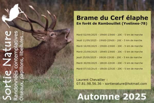 Brame du cerf - Laurent Chevallier