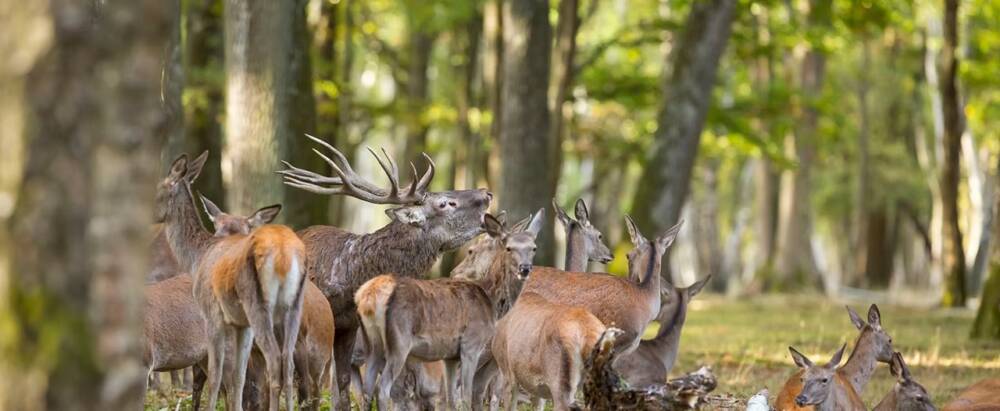 Brame du cerf - Espace Rambouillet