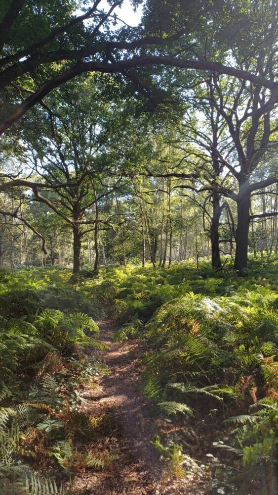 Sentier des 4 dragons - Rochefort-en-Yvelines