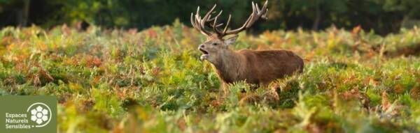 a-lecoute-du-brame-du-cerf