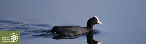 les-oiseaux-deau