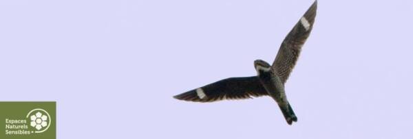 les-oiseaux-en-migration