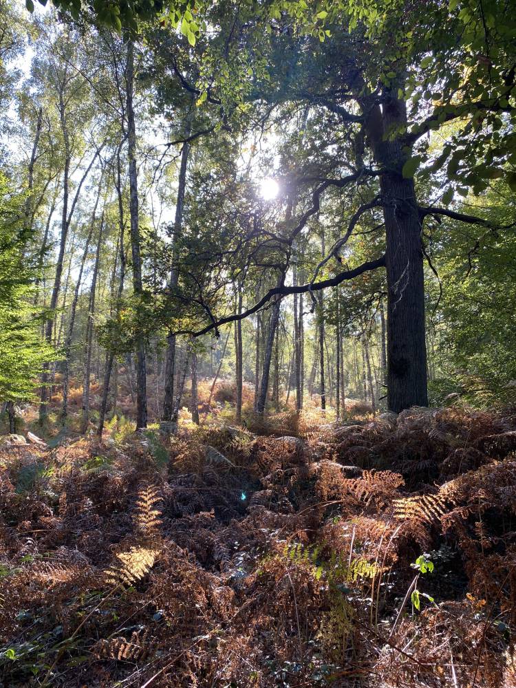 3 randonnées pédestres au départ d'une gare à Rambouillet Territoires - Office de Tourisme de Rambouillet reperage Auffargis 10.25 3 - Office de Tourisme de Rambouillet
