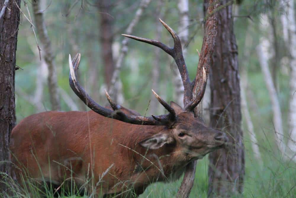 Brame du cerf - Aymeric Benoit