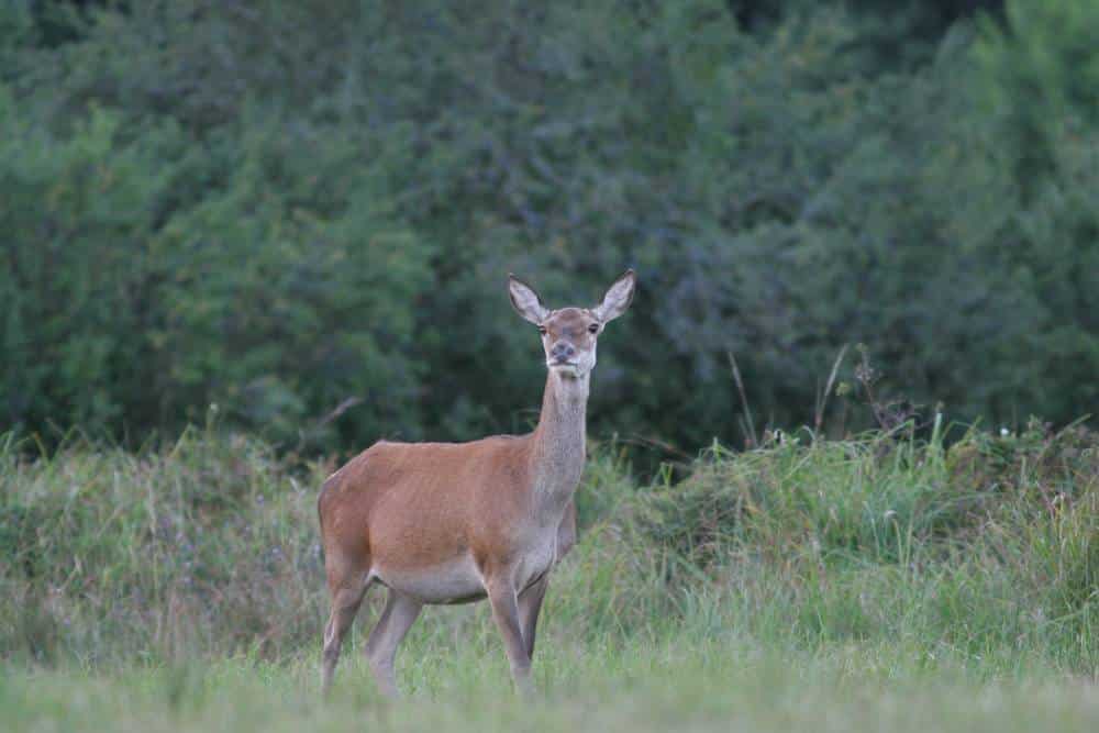 Brame du cerf - Aymeric Benoit