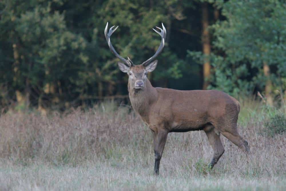Brame du cerf - Aymeric Benoit