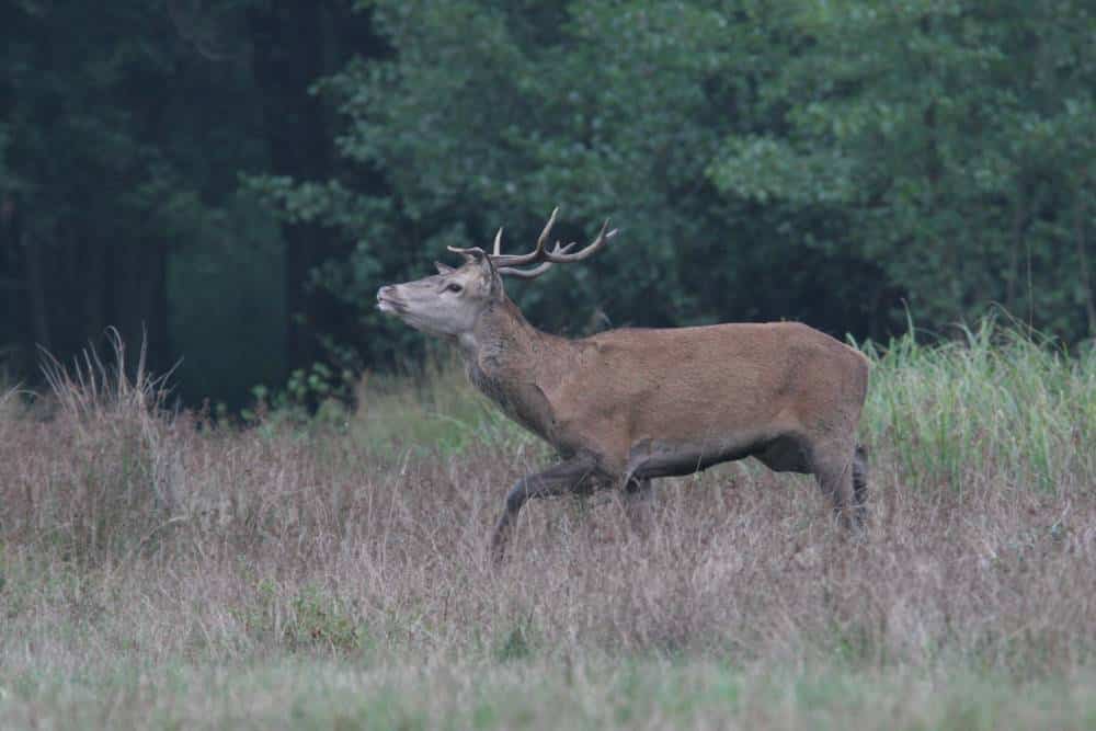 Brame du cerf - Aymeric Benoit