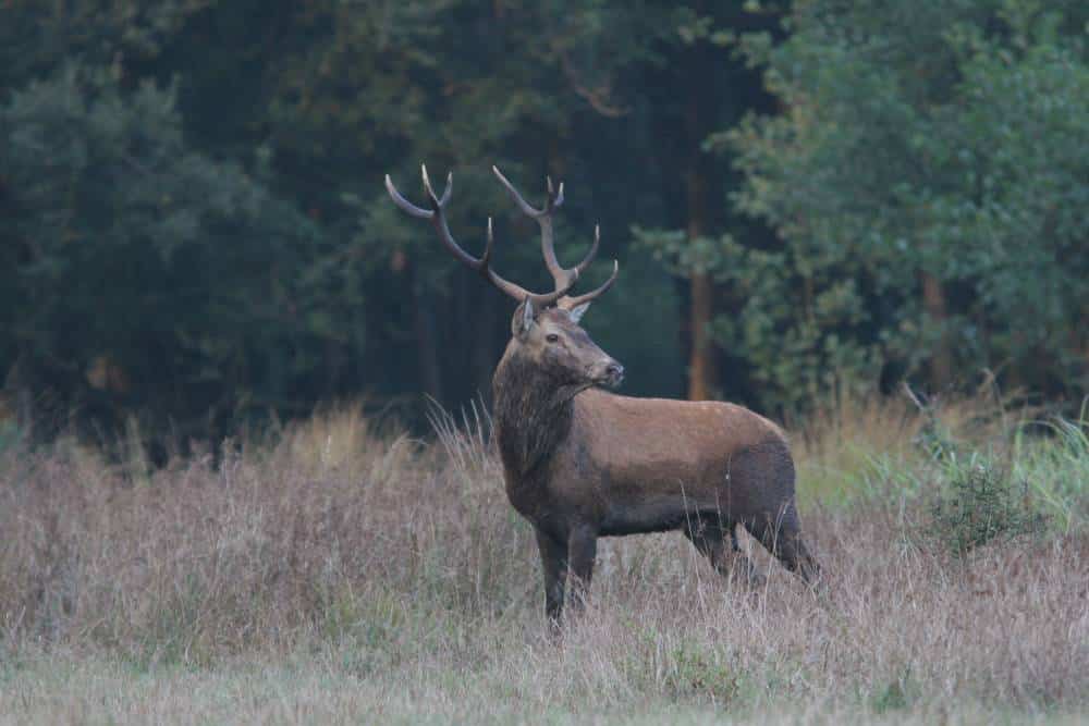 Brame du cerf - Aymeric Benoit