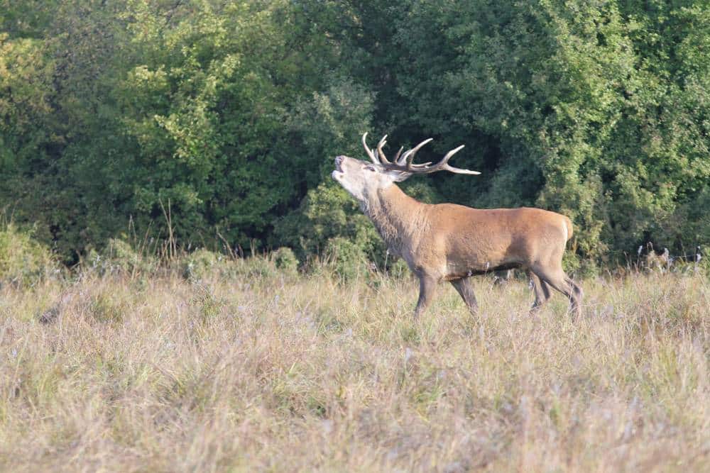 Brame du cerf - Aymeric Benoit