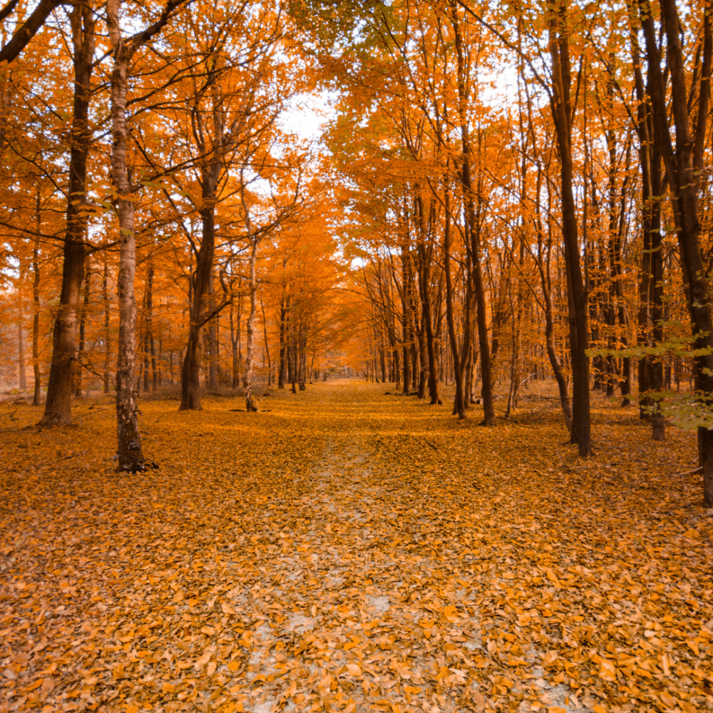 automne