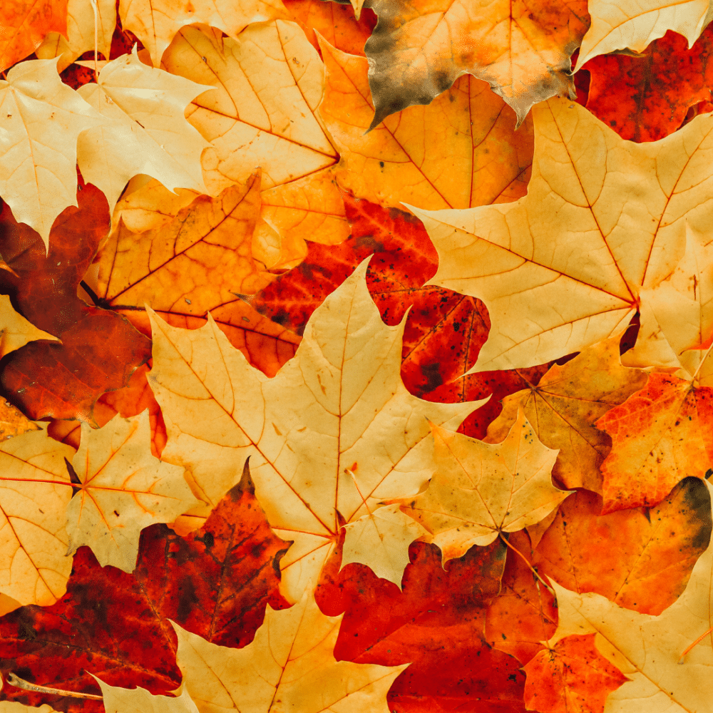 automne